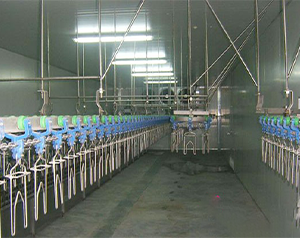 屠宰場(chǎng)建造一個(gè)冷凍庫(kù)要多少錢(qián)